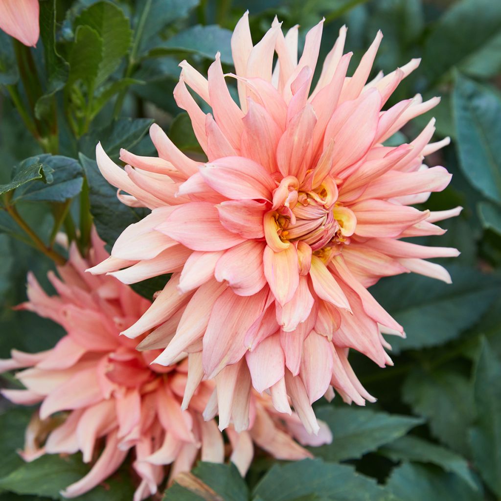 Dalia gigante Big Brother