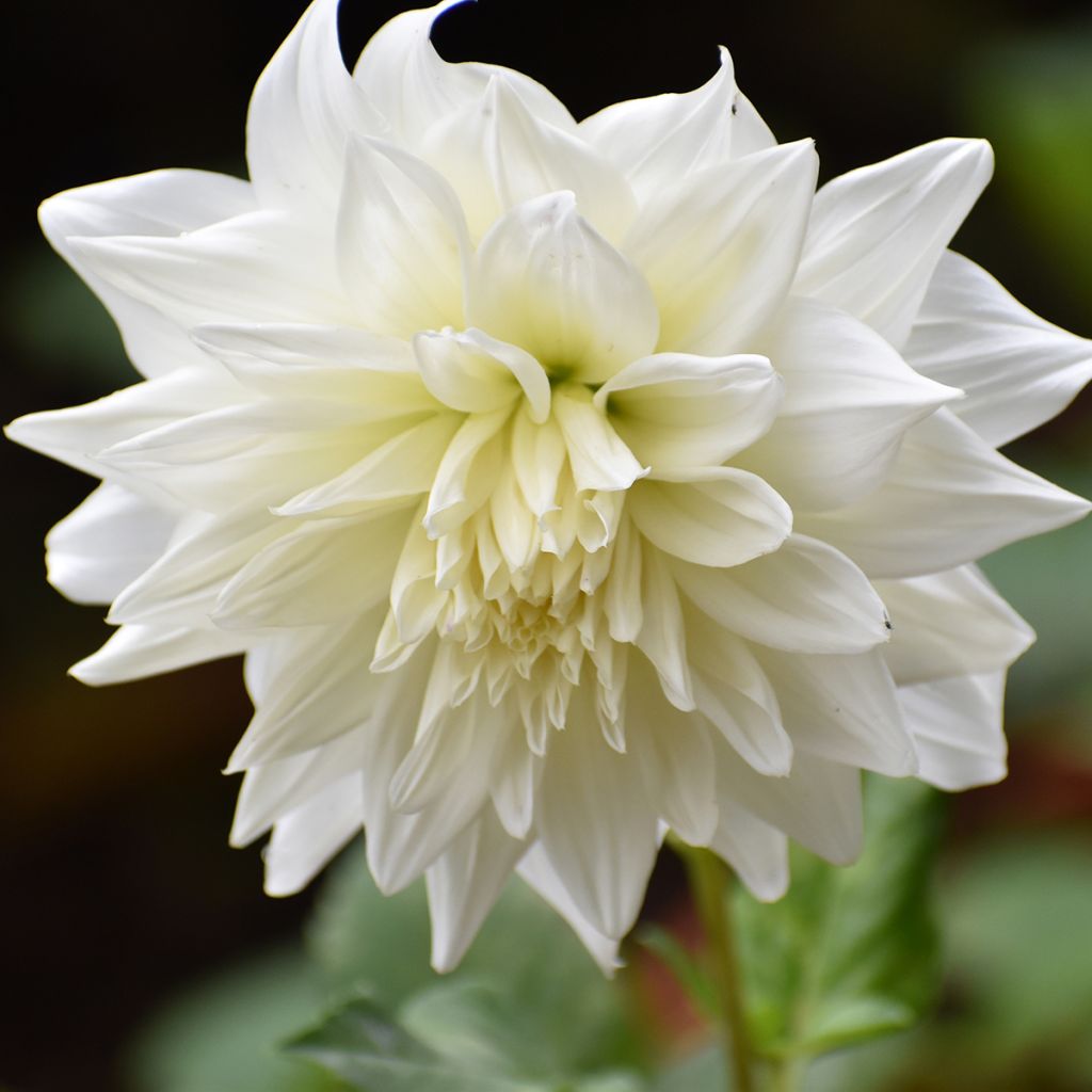 Dalia gigante Snowbound