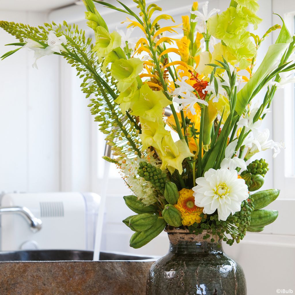 Dalia decorativa White Onesta