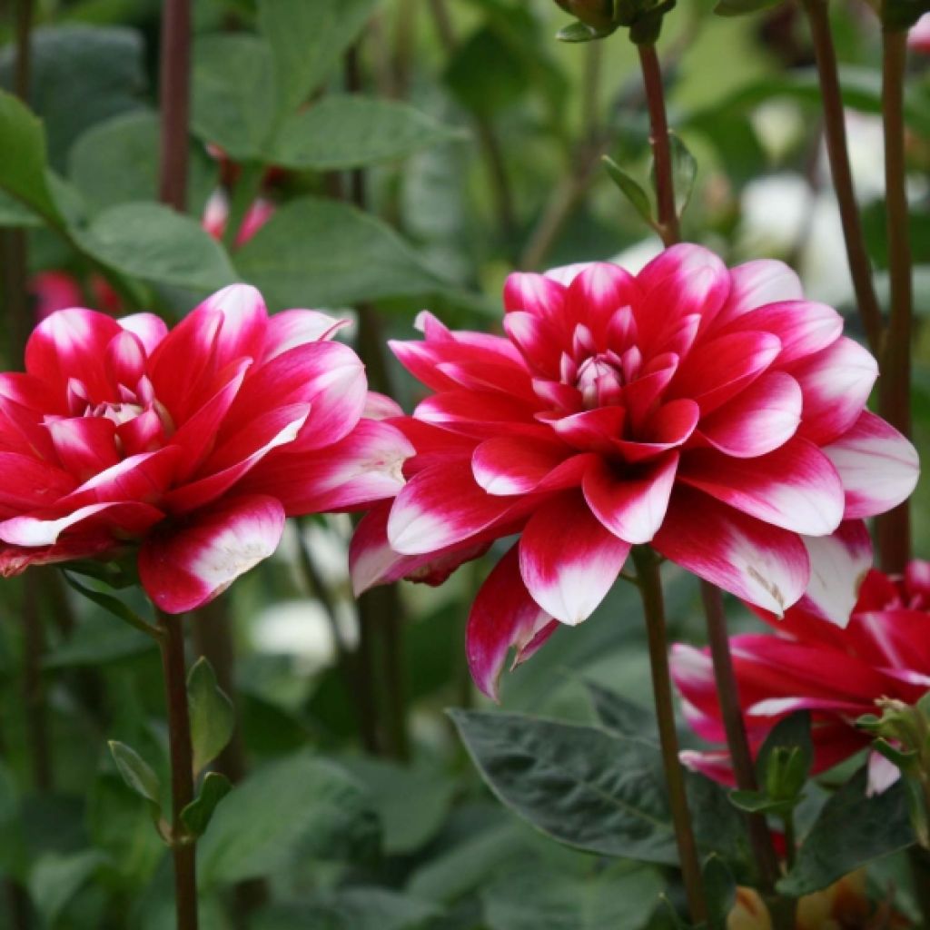 Dahlia Décoratif Fiorentina