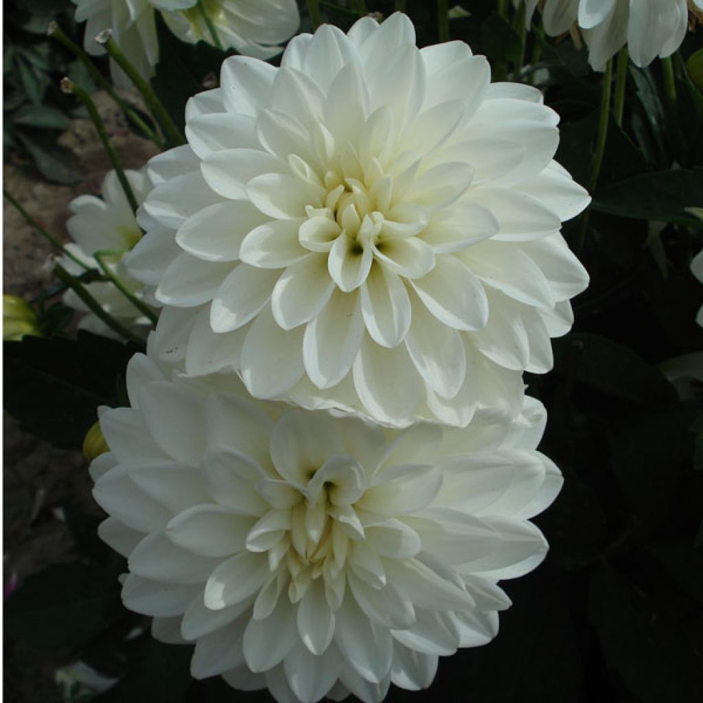 Dalia nana Gallery Art Fair