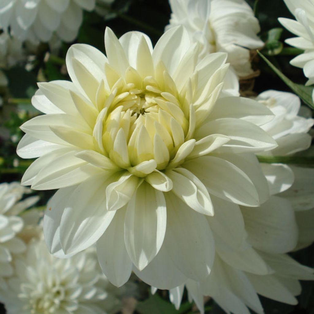 Dalia nana Gallery Art Fair