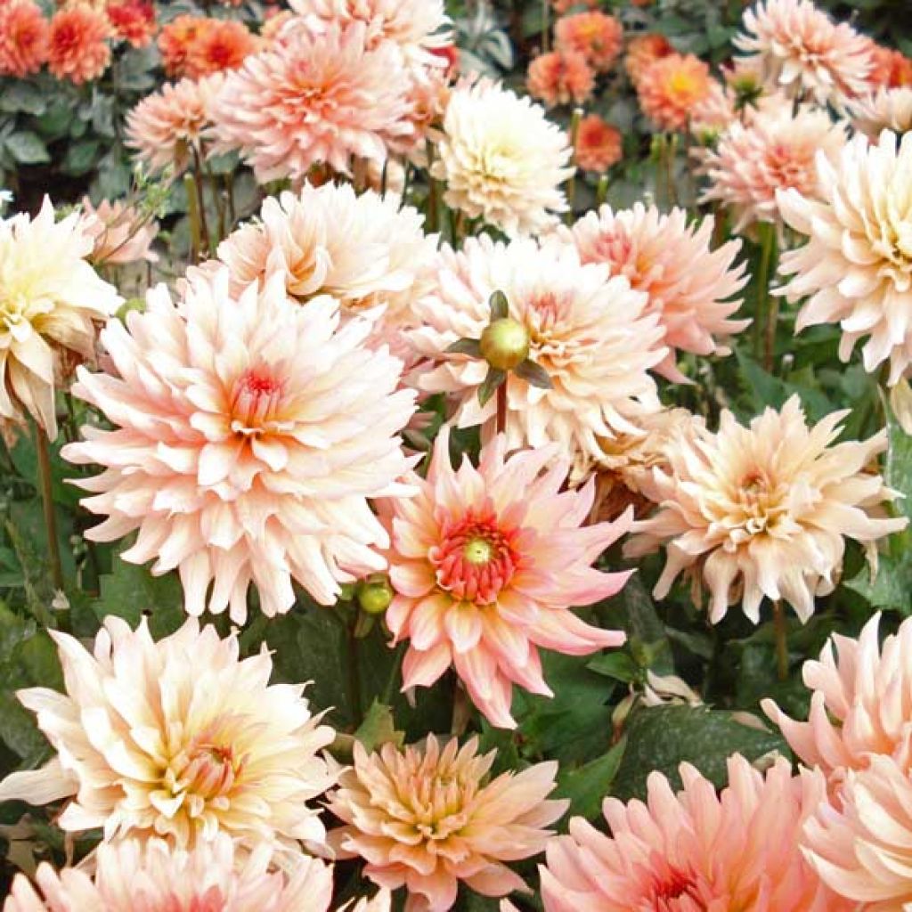 Dalia nana Gallery Leonardo