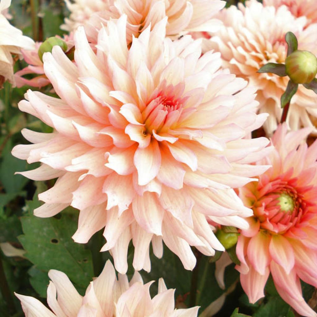 Dalia nana Gallery Leonardo