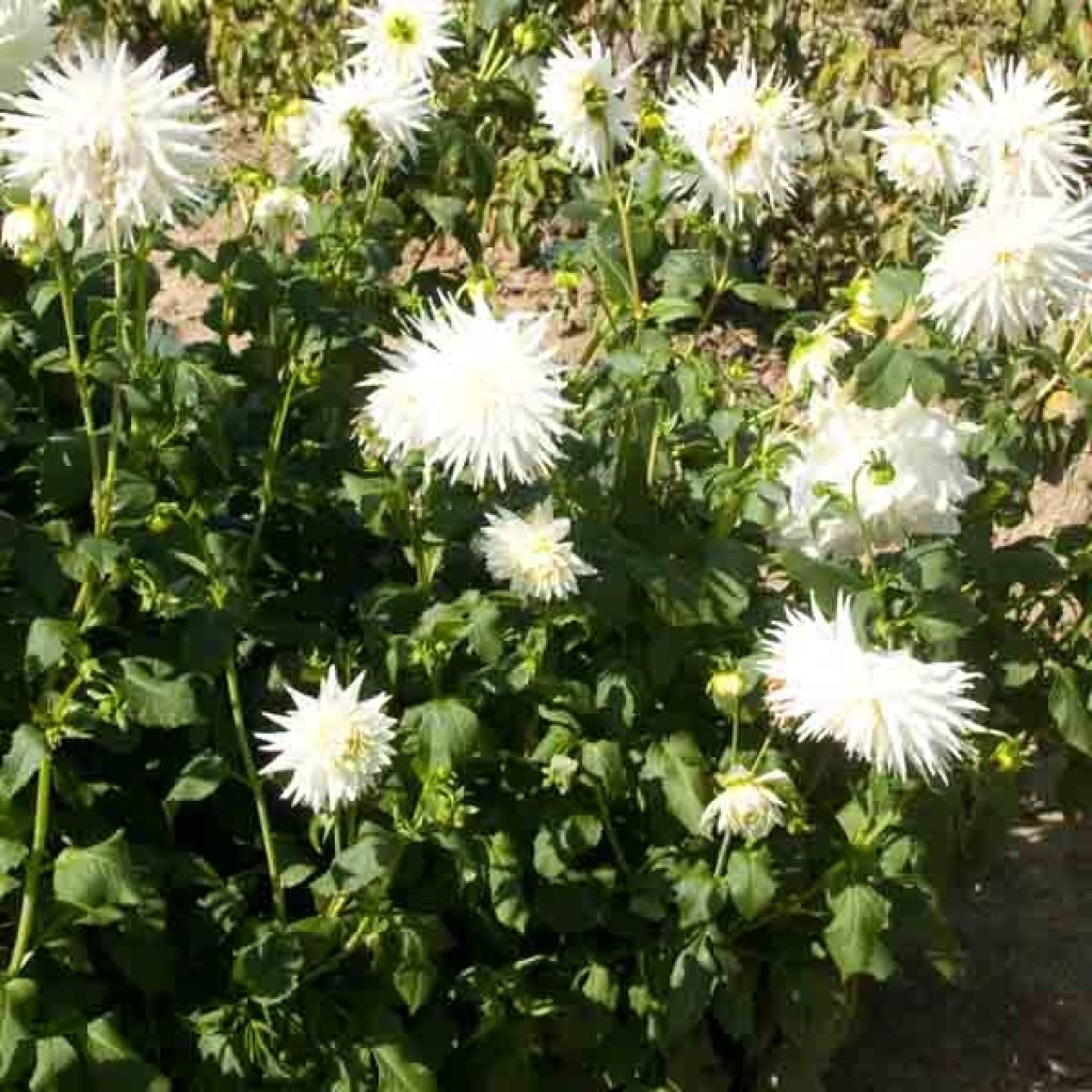 Dalia cactus My Love