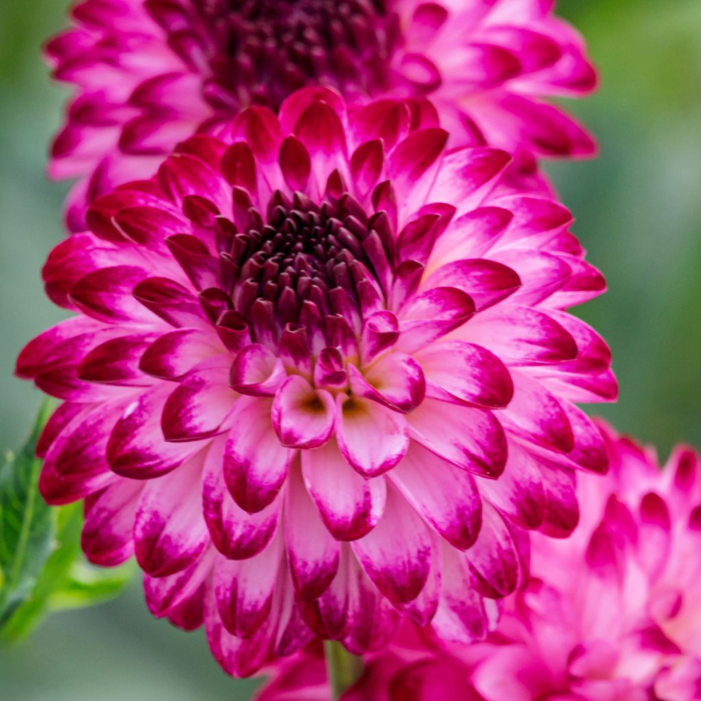 Dalia decorativa Little Robert