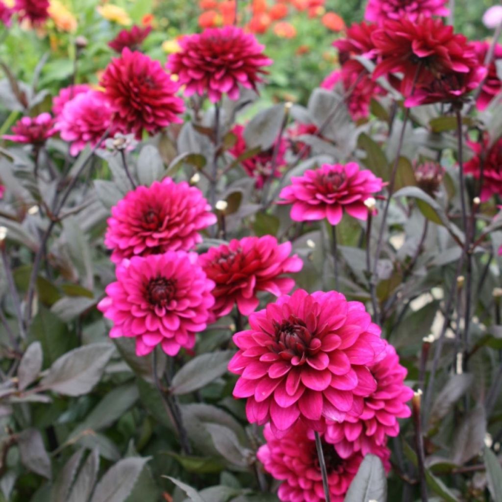 Dalia decorativa Purple Flame