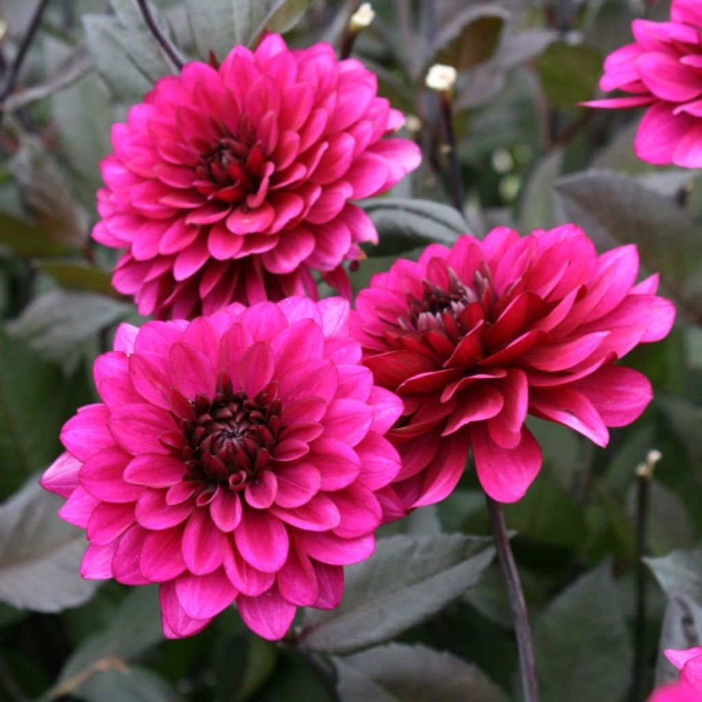 Dalia decorativa Purple Flame