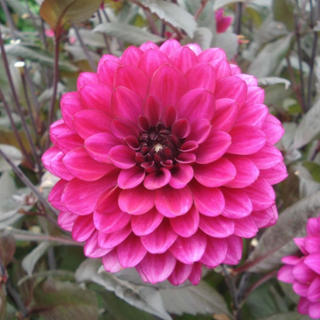 Dalia decorativa Purple Flame