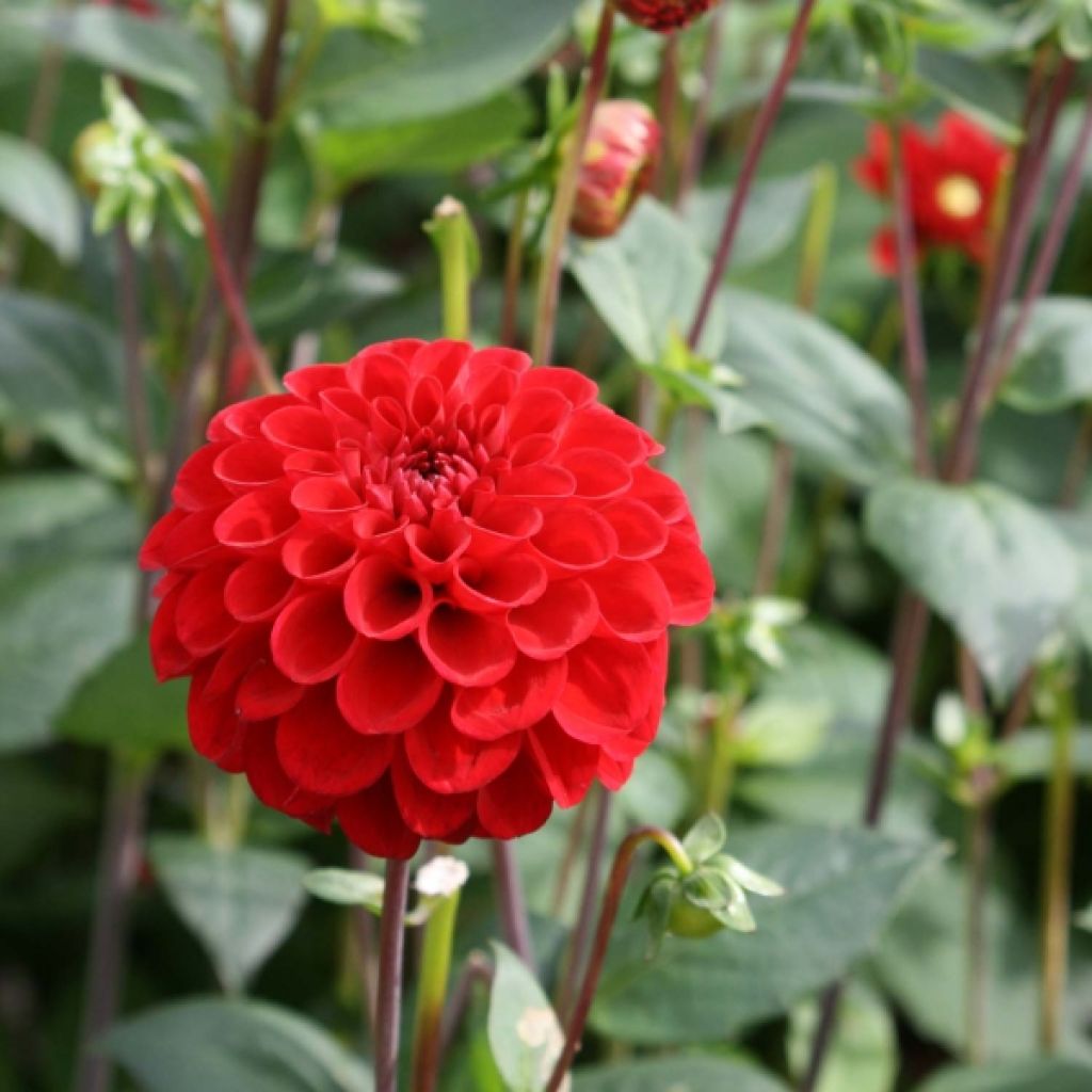 Dalia ball Dahlia Red Fox