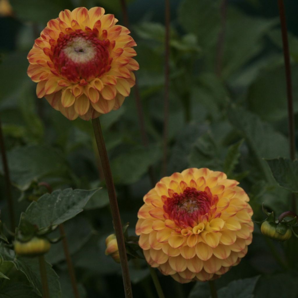 Dalia ball Sunny Boy