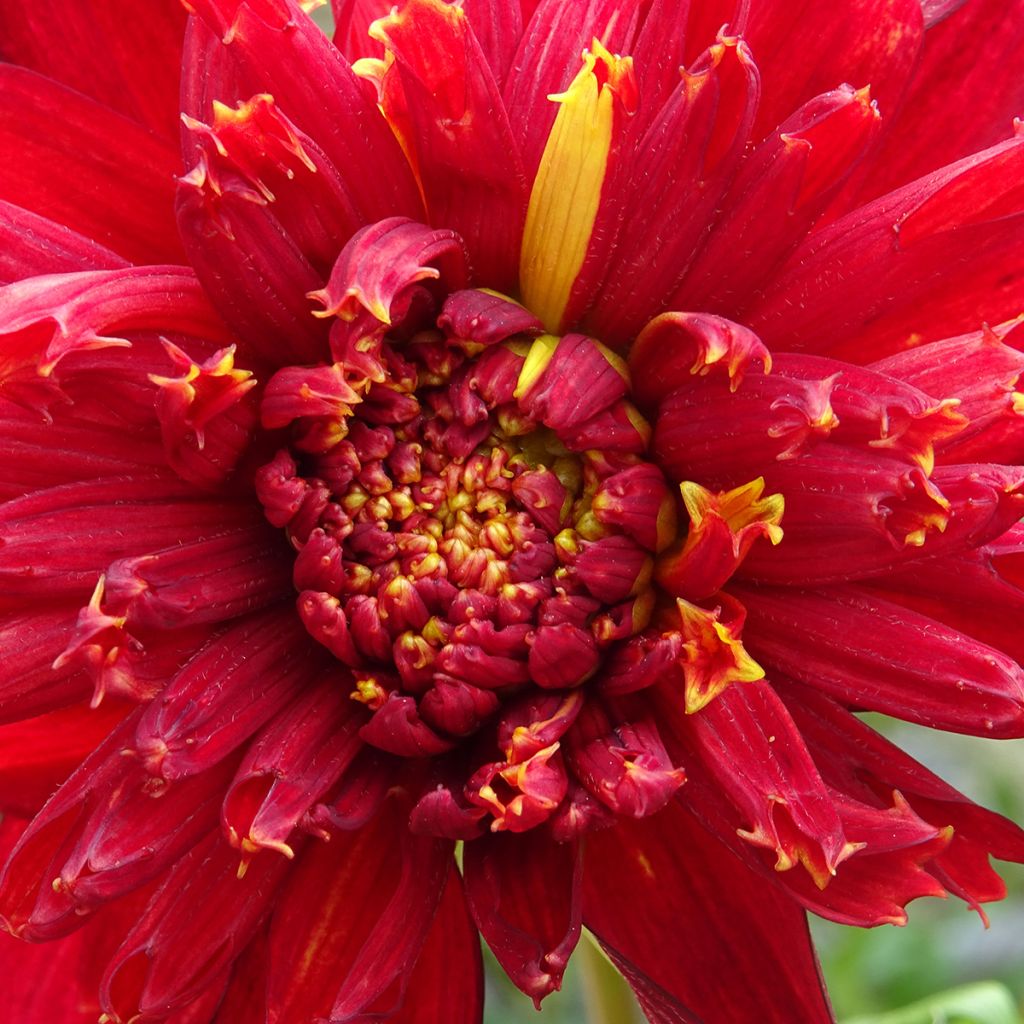 Dalia a fior d'anemone Jive