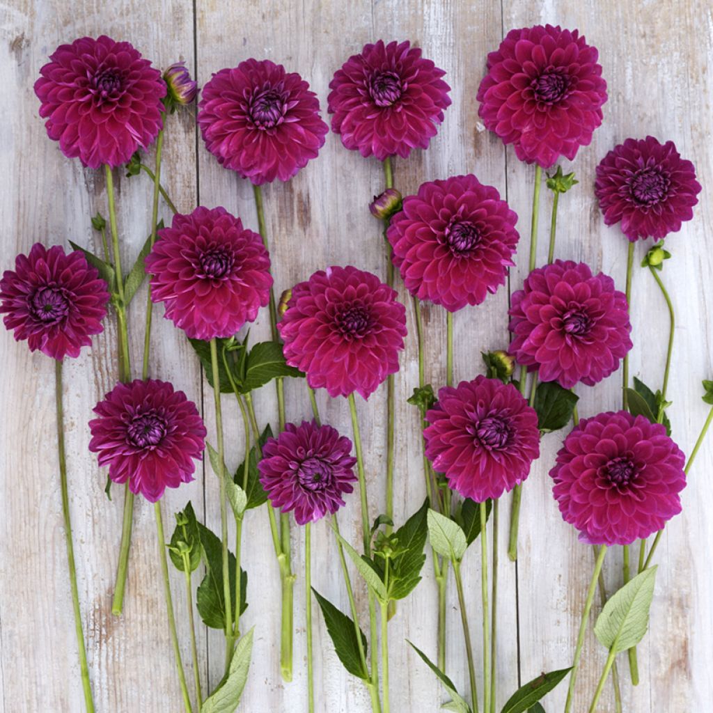 Dalia ball Randy Crawford