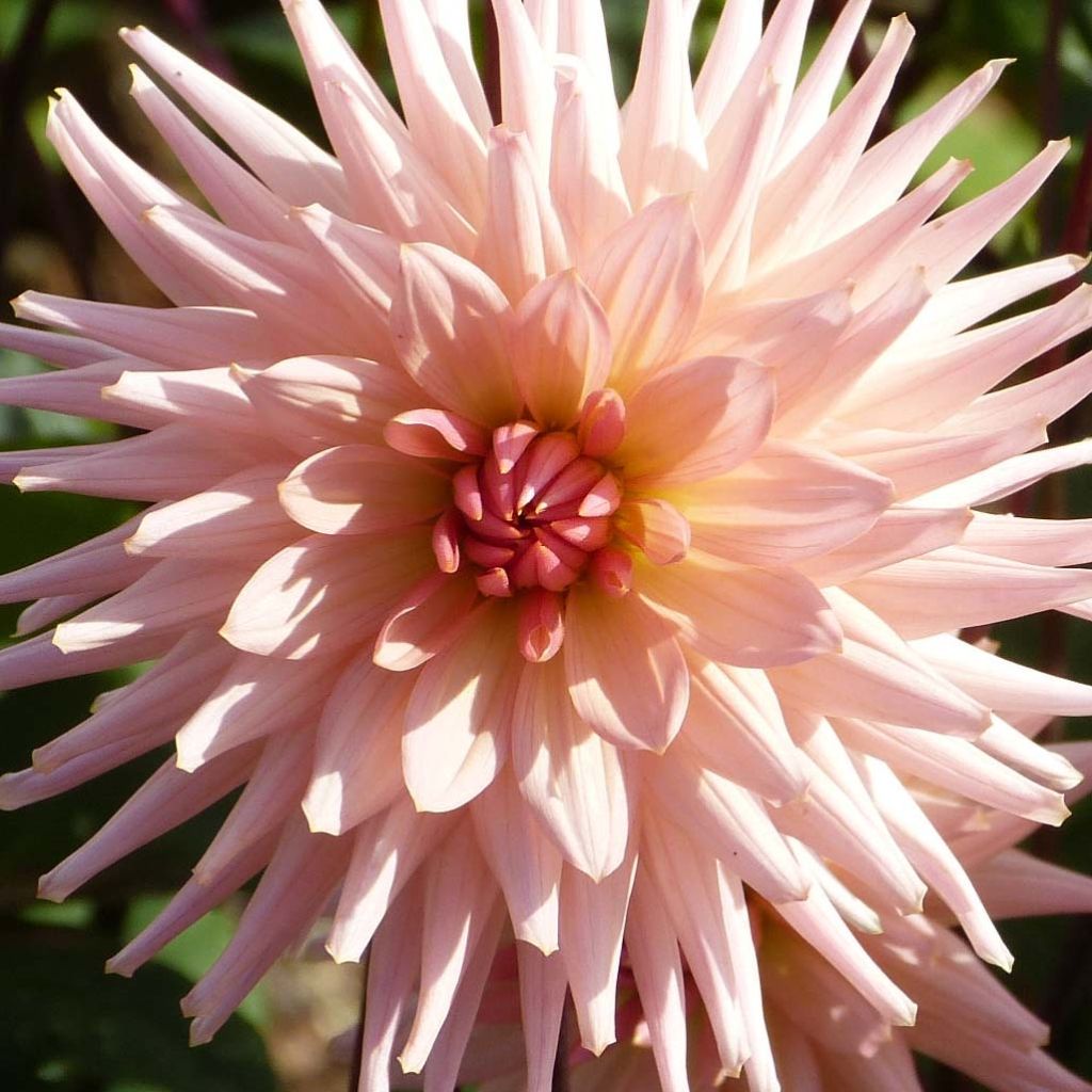 Dalia cactus Preference