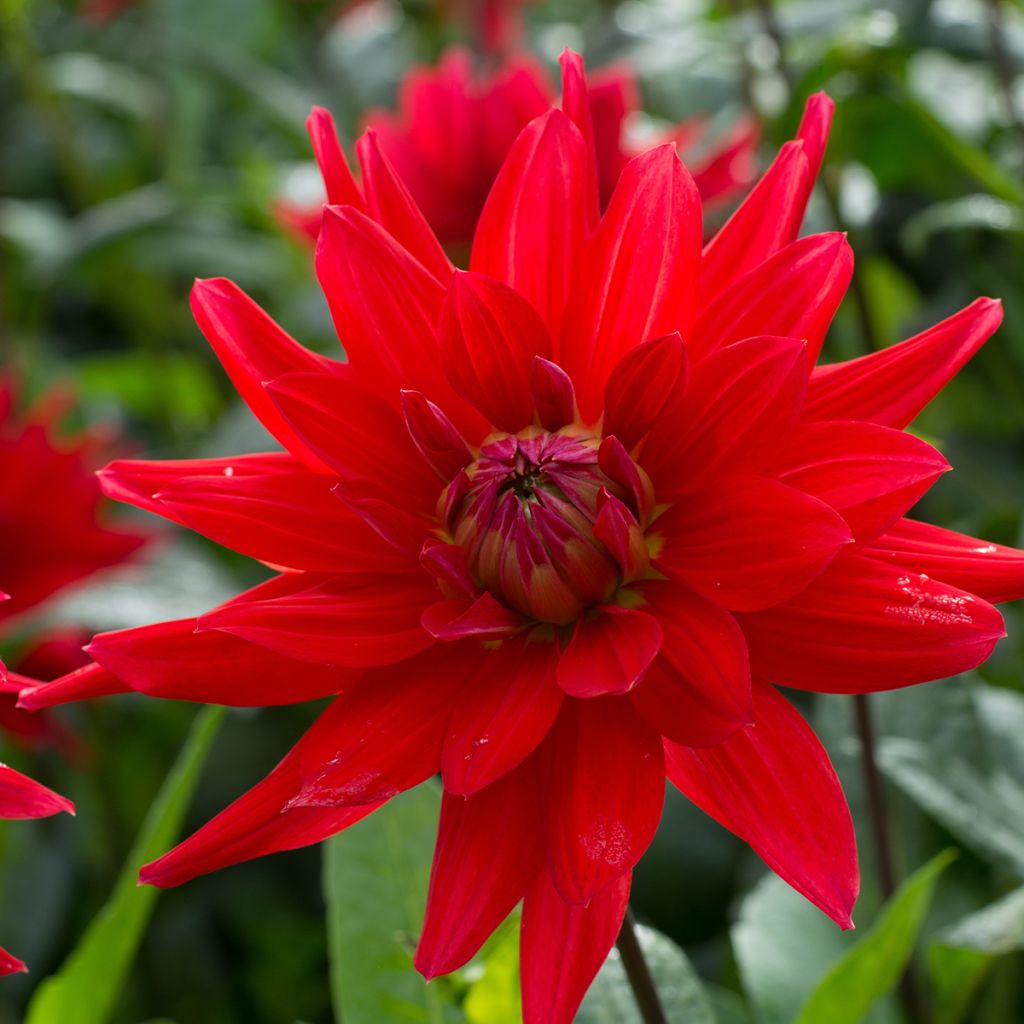 Dalia cactus Red Majorette