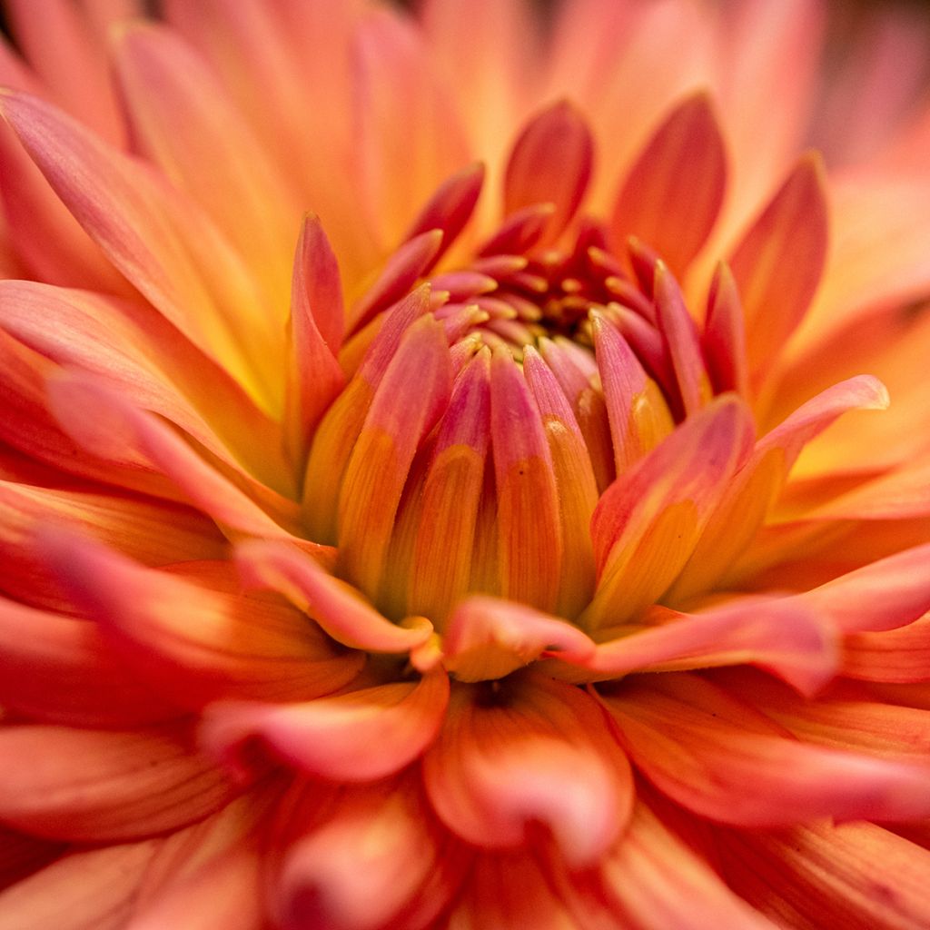 Dalia cactus Park Record