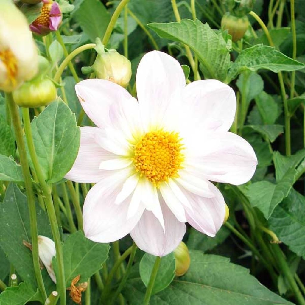 Dahlia Collerette Teesbrook Audrey