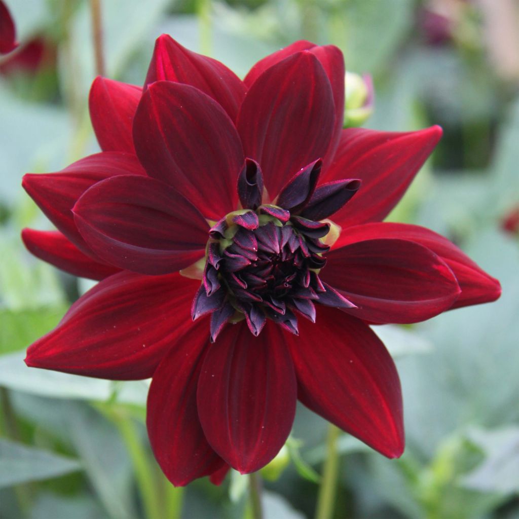 Dalia decorativa Arabian Night