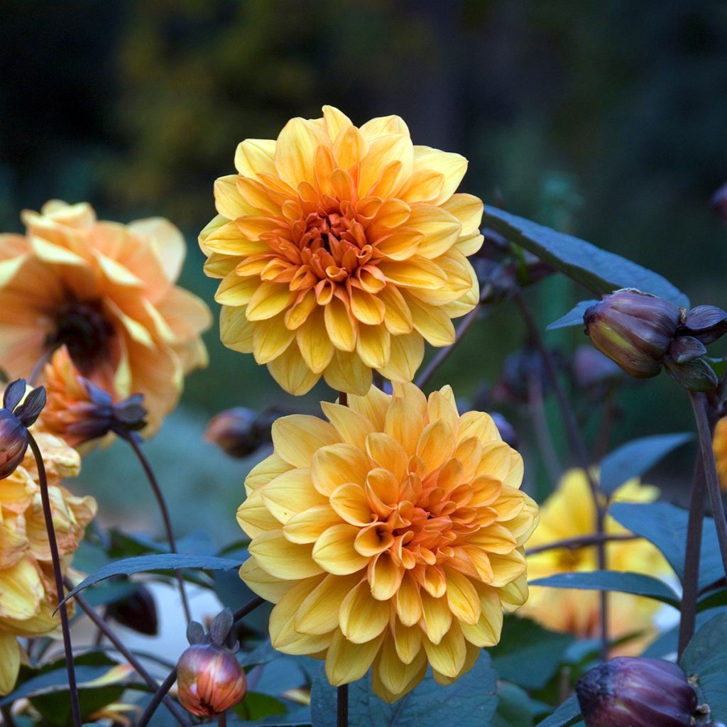 Dalia decorativa David Howard