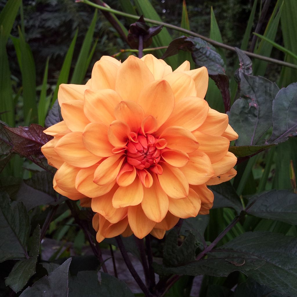 Dalia decorativa David Howard