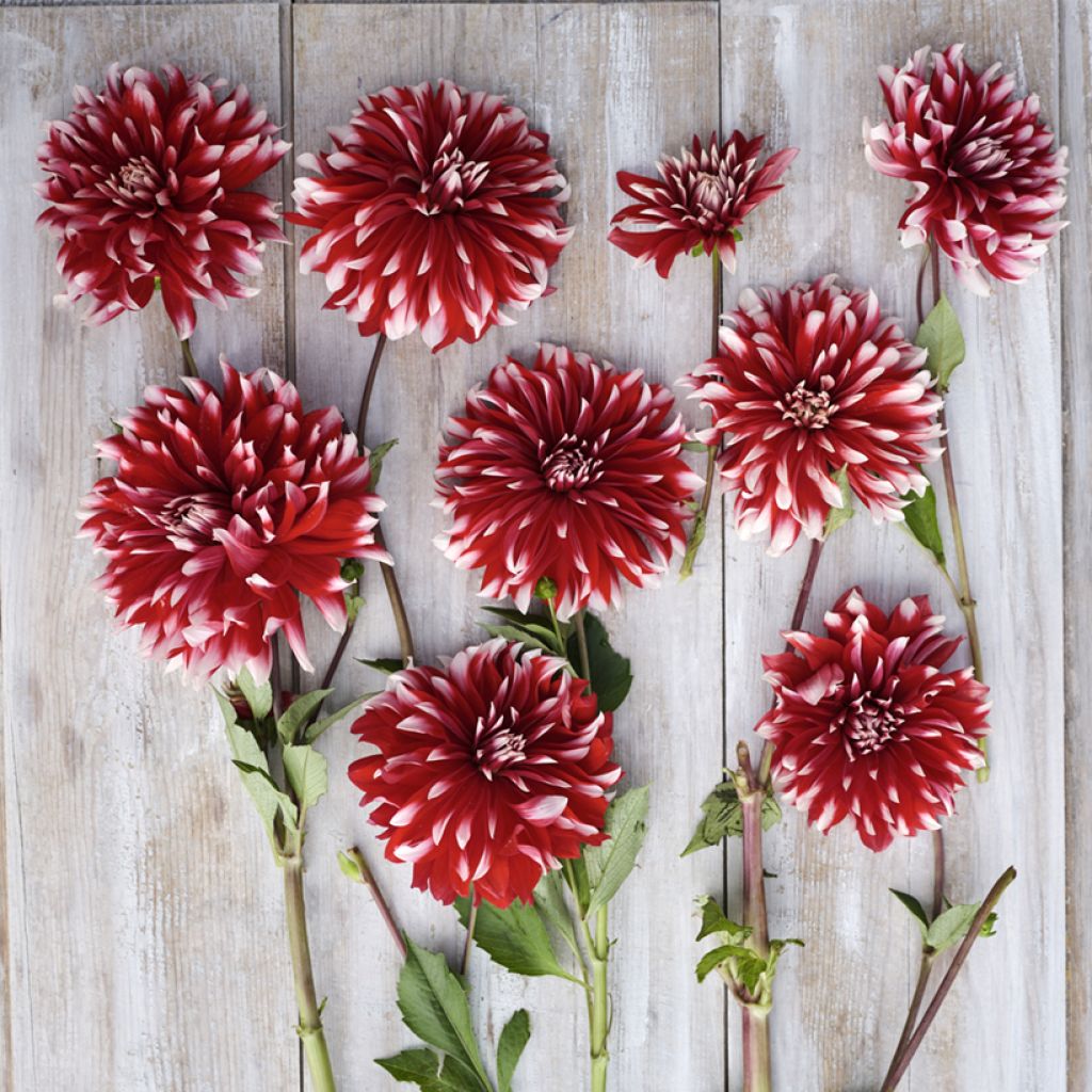 Dahlia decorativa Davos