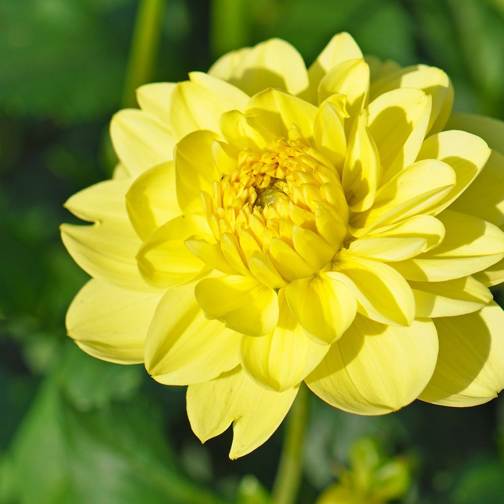 Dalia decorativa Dr Hans Riecke