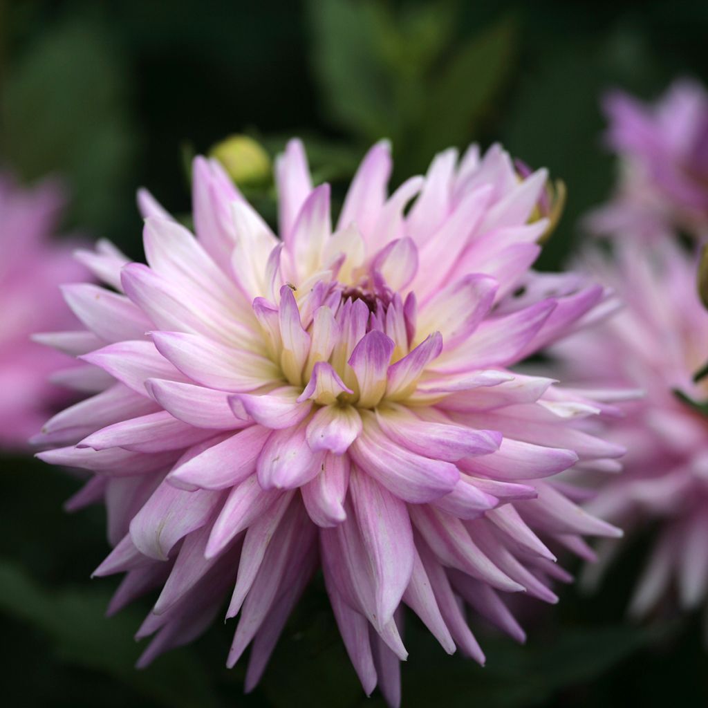 Dalia decorativa Karma Amanda