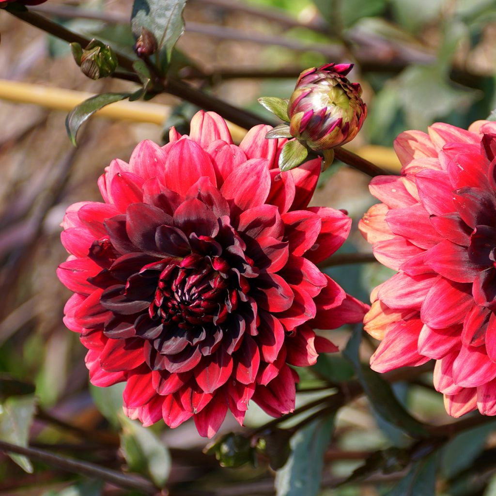 Dalia decorativa Karma Choc