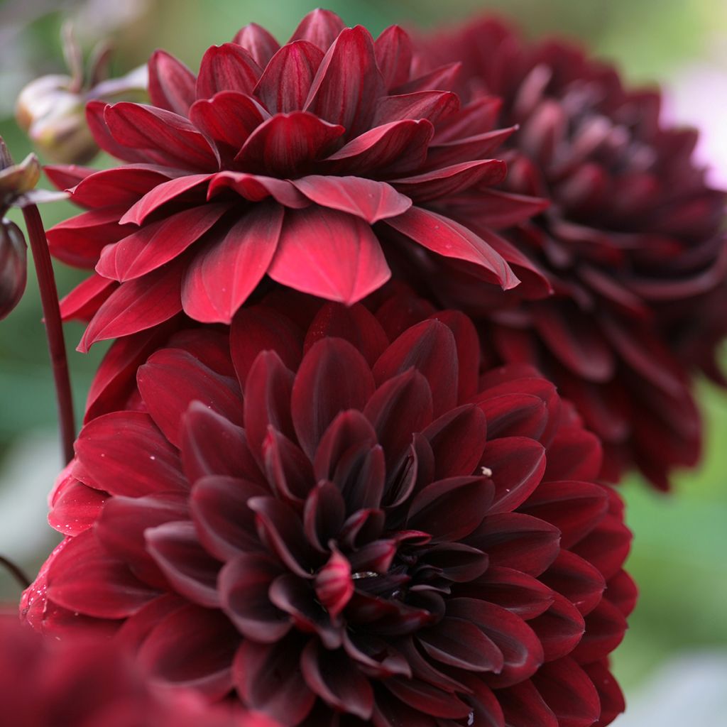 Dalia decorativa Karma Choc