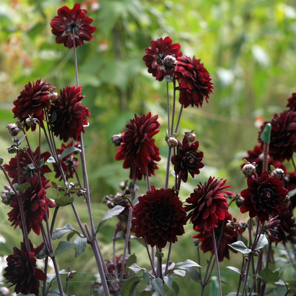 Dalia decorativa Karma Choc