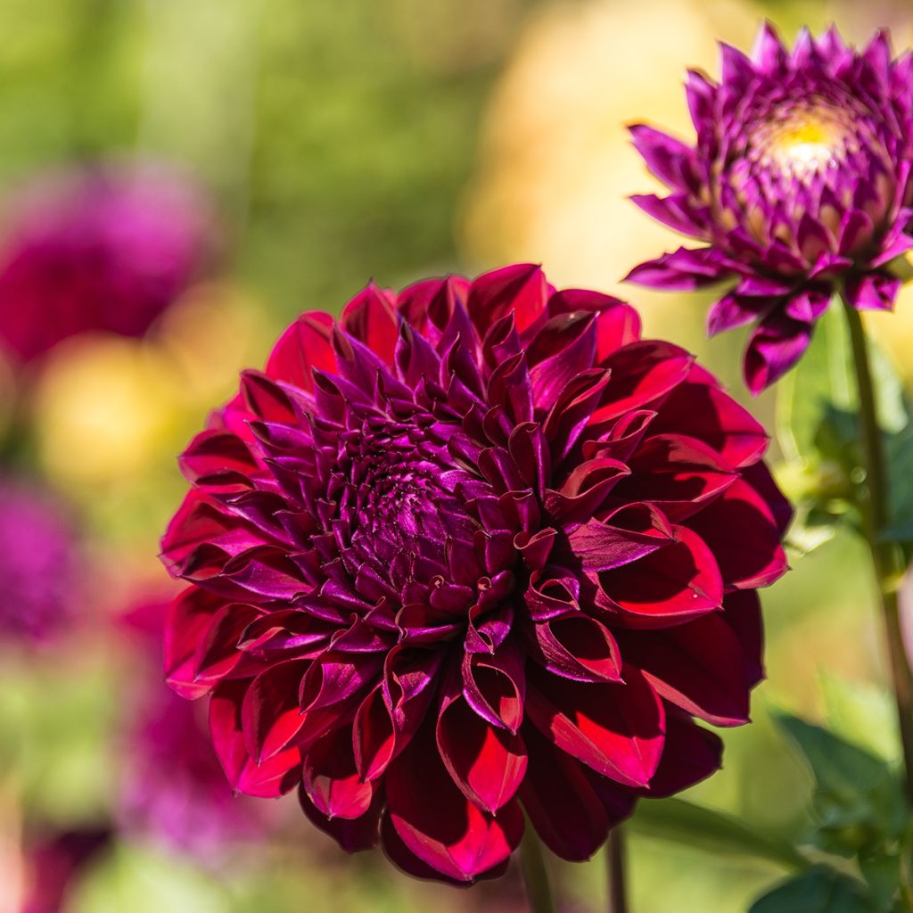 Dalia decorativa Le Baron