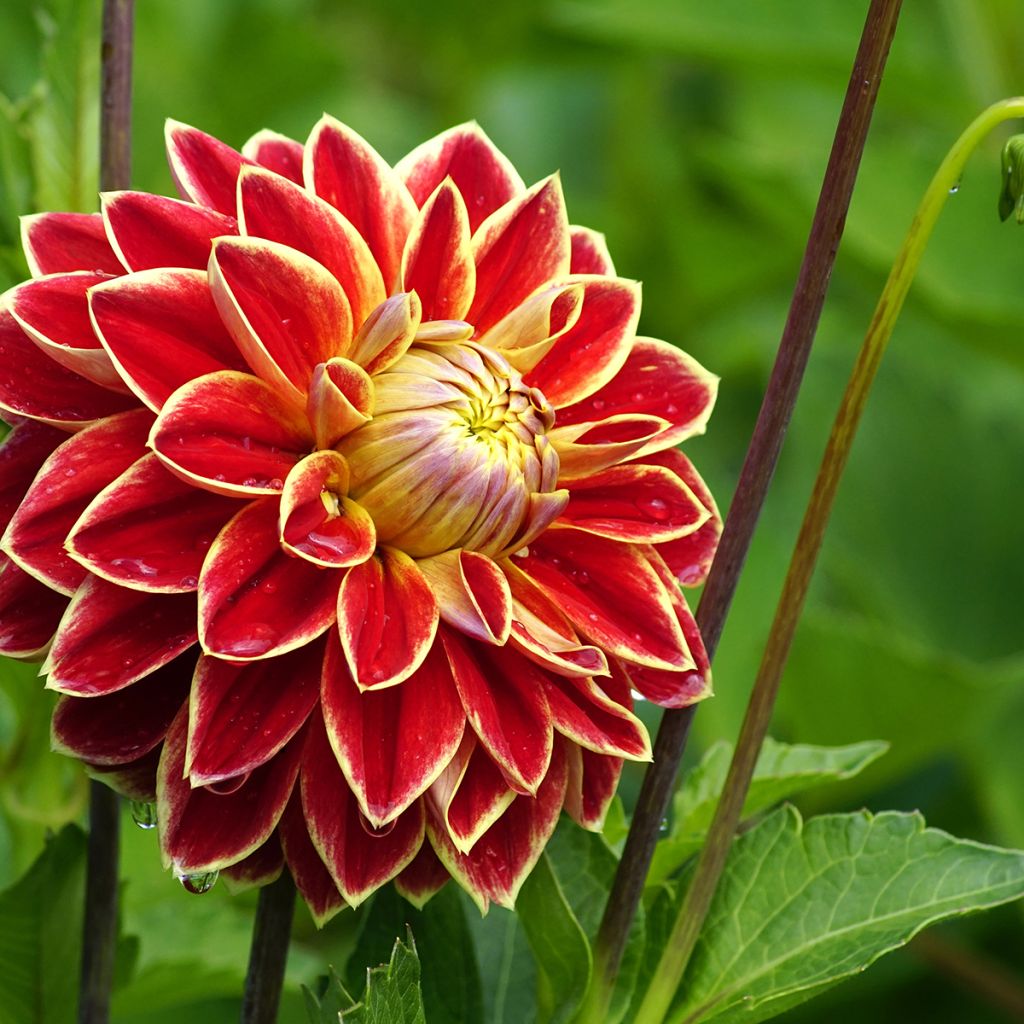 Dalia decorativa Maxime