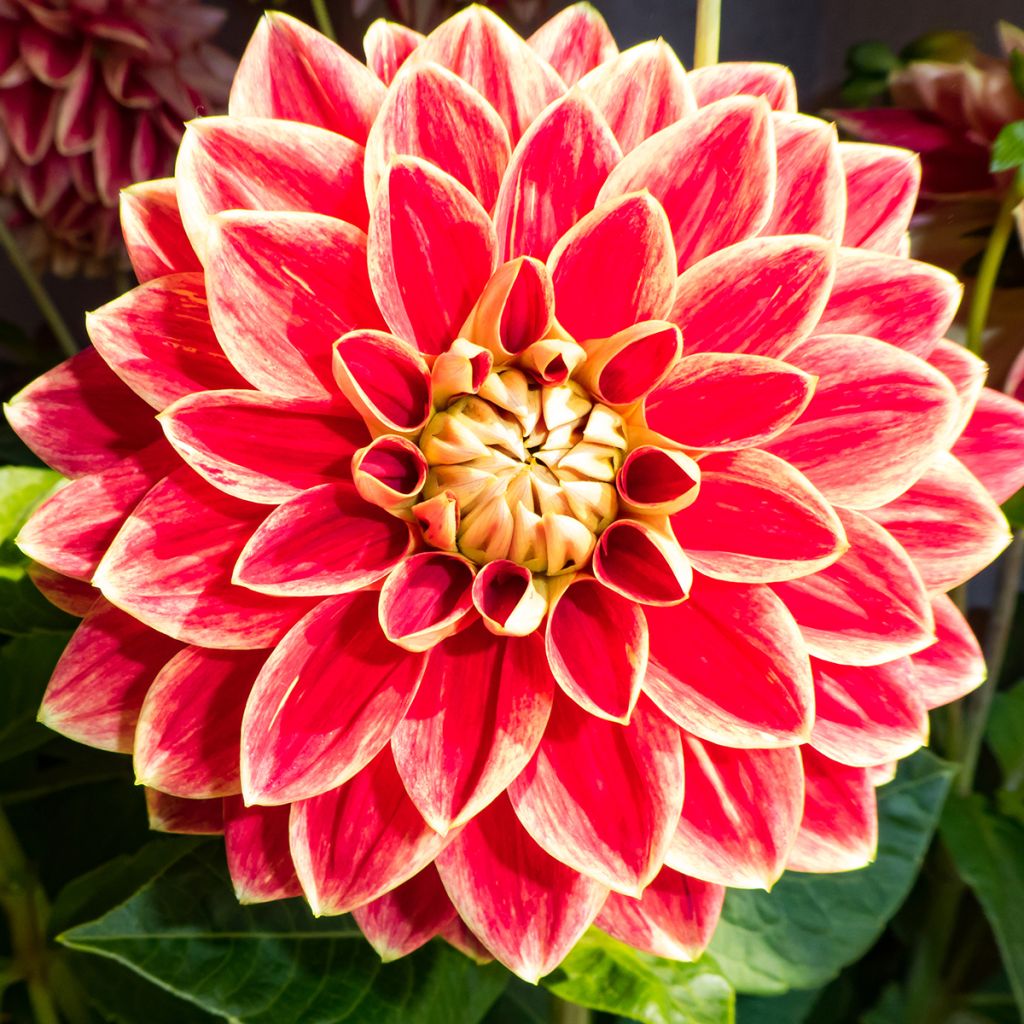 Dalia decorativa Maxime