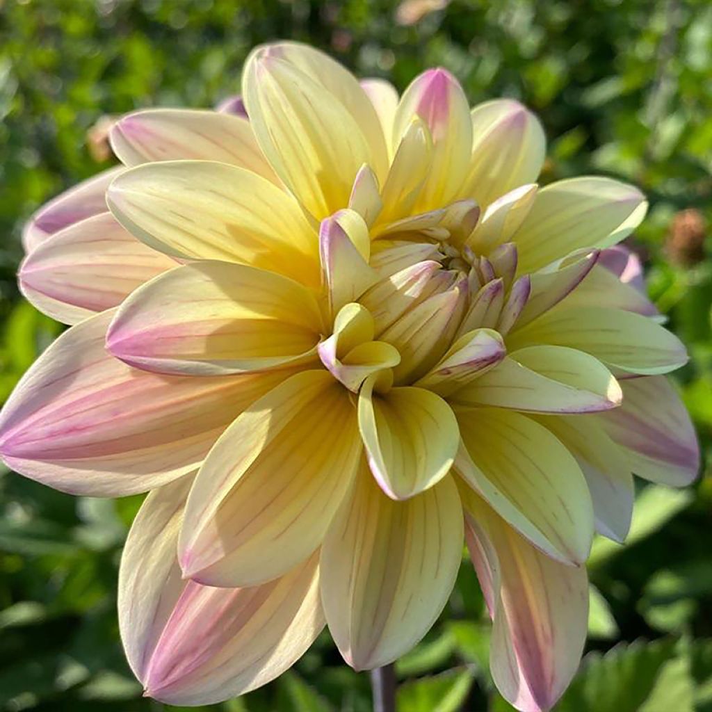 Dahlia décoratif Mondriaan