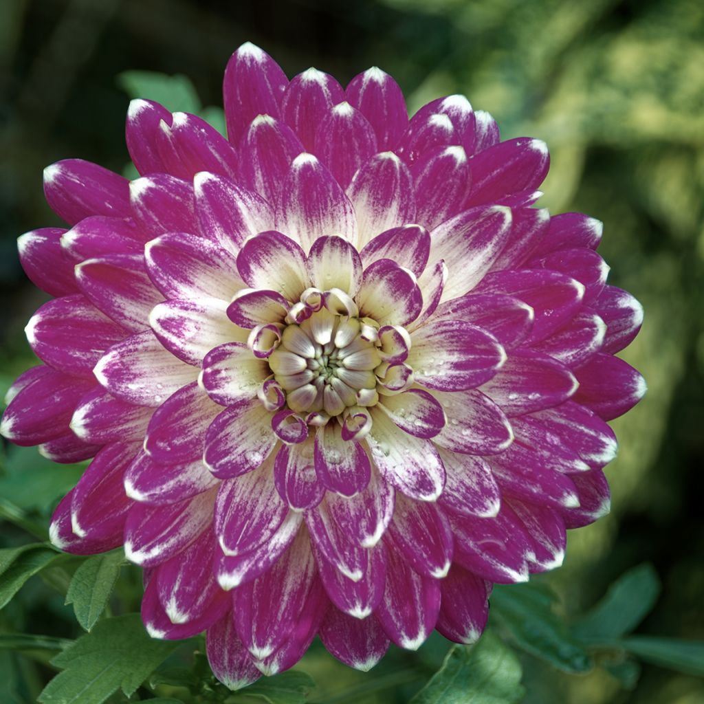 Dalia decorativa Vancouver