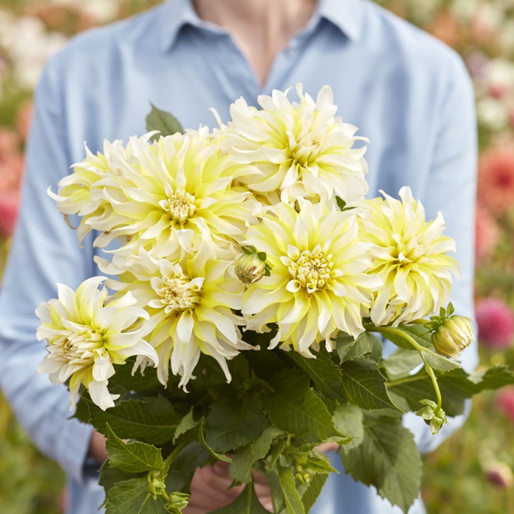 Dalia decorativa Calgary Flames