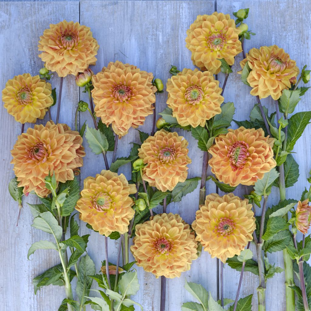 Dalia decorativa Caramel