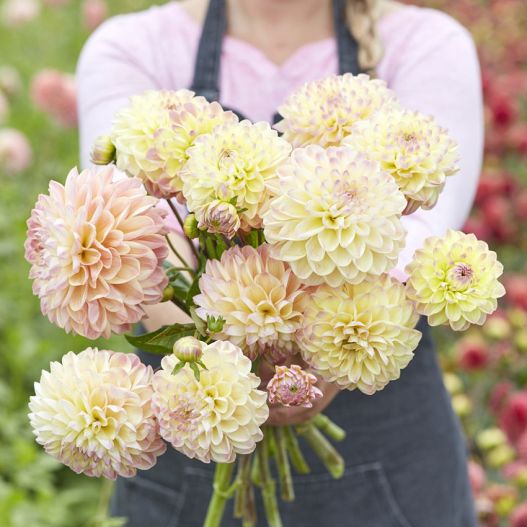 Dalia decorativa Hapet Pastel