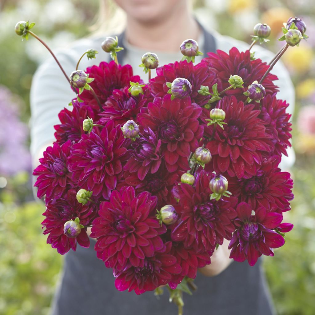 Dalia decorativa Mister Blue