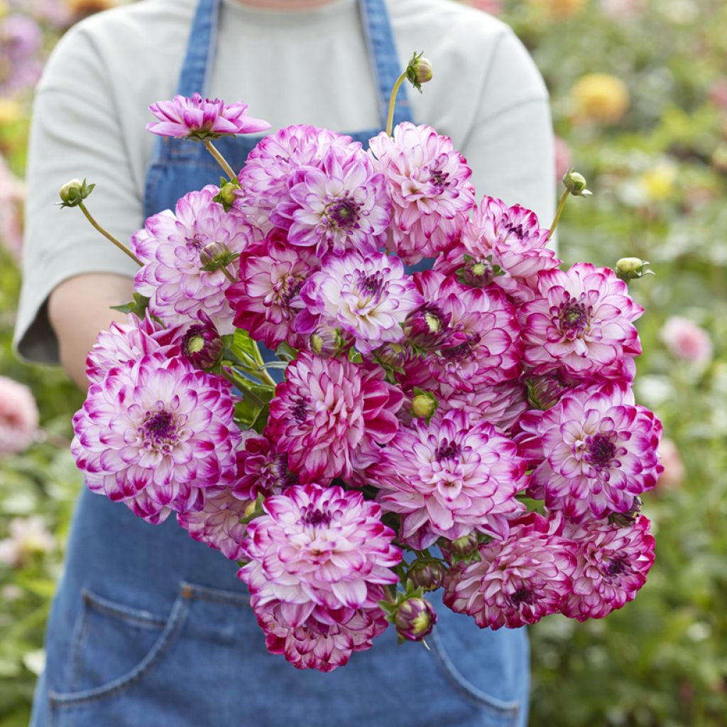 Dalia decorativa Stardust
