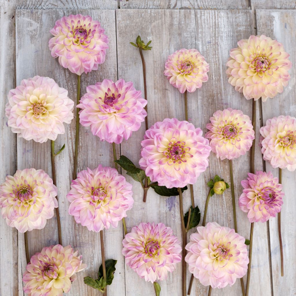 Dalia decorativa Sturm Kika