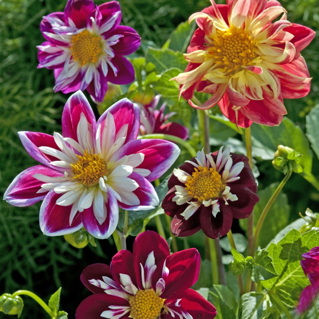 Dahlia variabilis Dandy Improved Mix