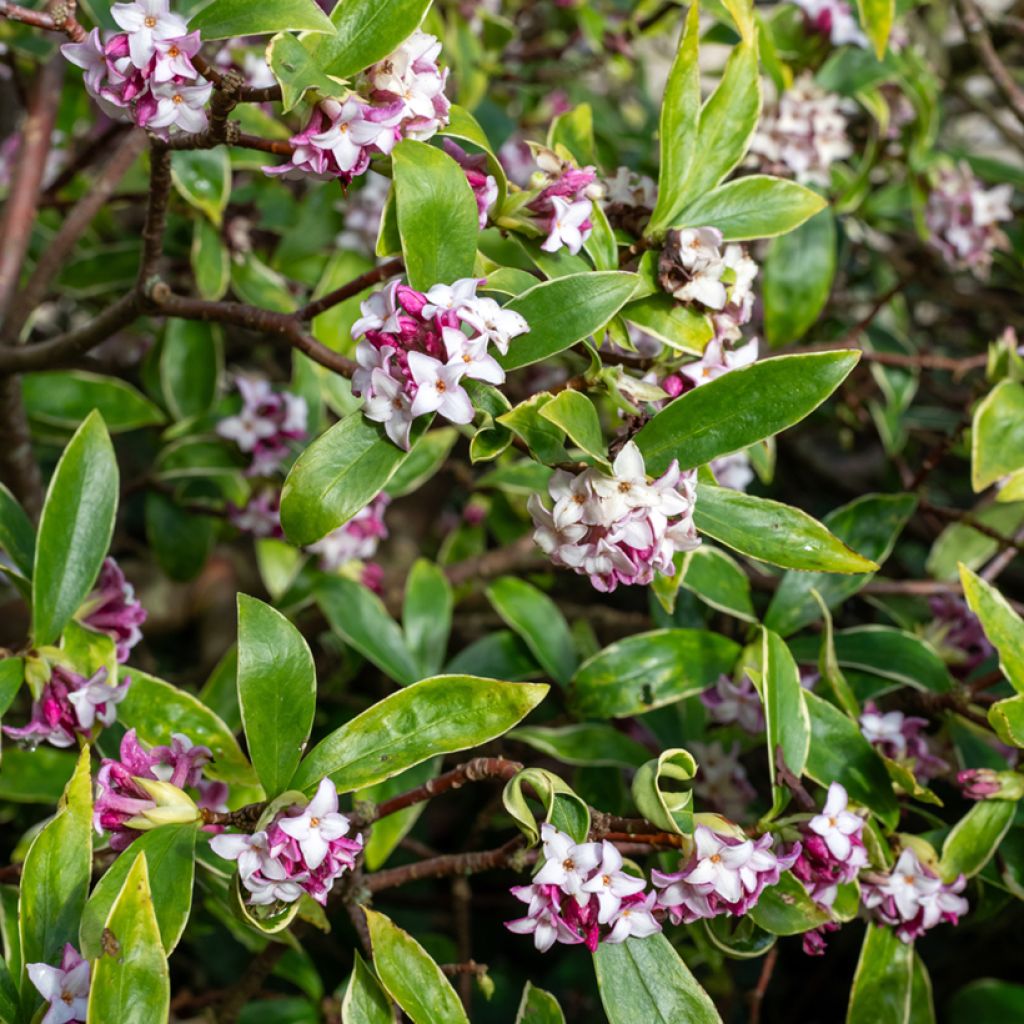 Daphne Perfume Princess - Dafne