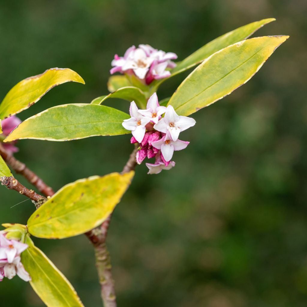 Daphne Perfume Princess - Dafne