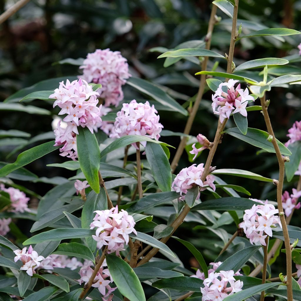 Daphne Spring Beauty - Dafne