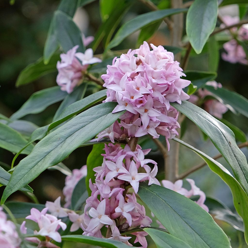 Daphne Spring Beauty - Dafne