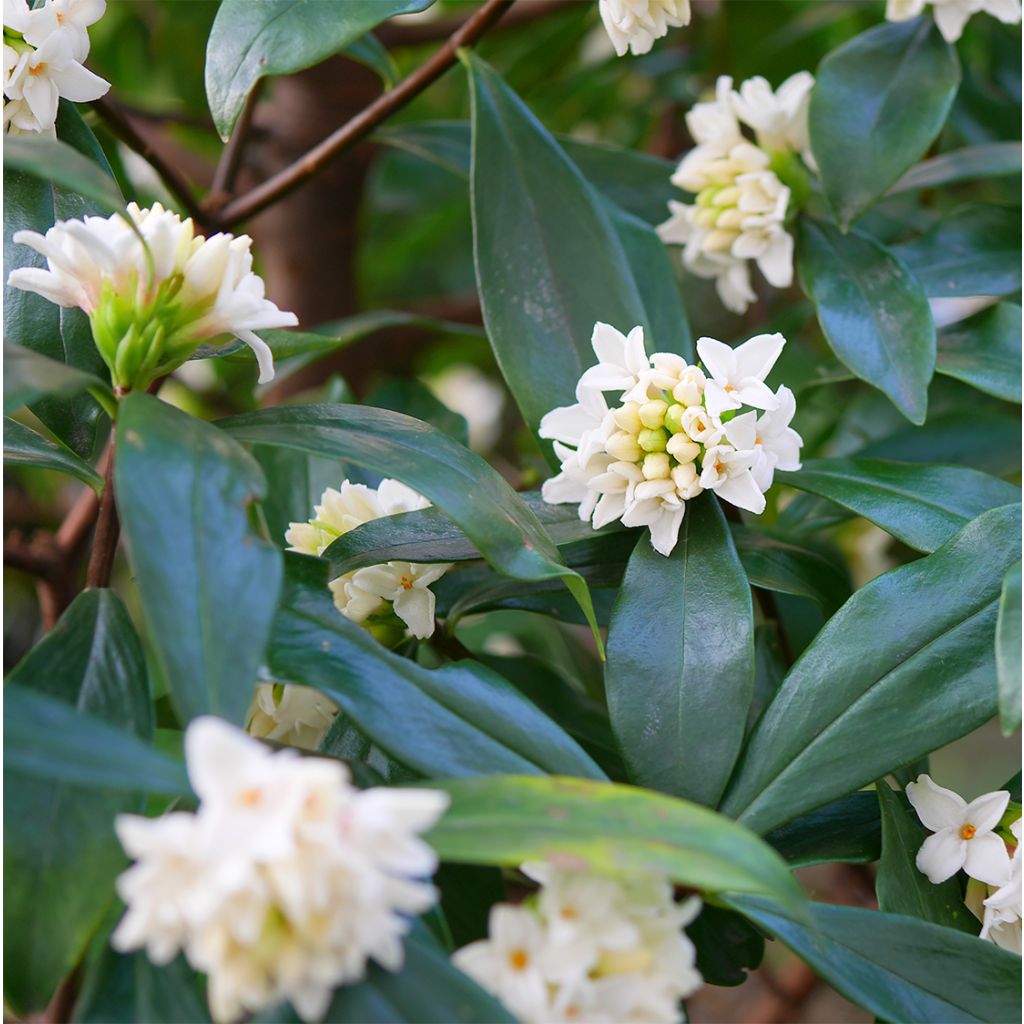 Daphne White Queen - Dafne