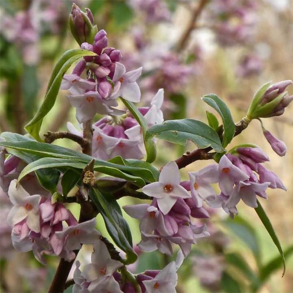 Daphne bholua - Dafne