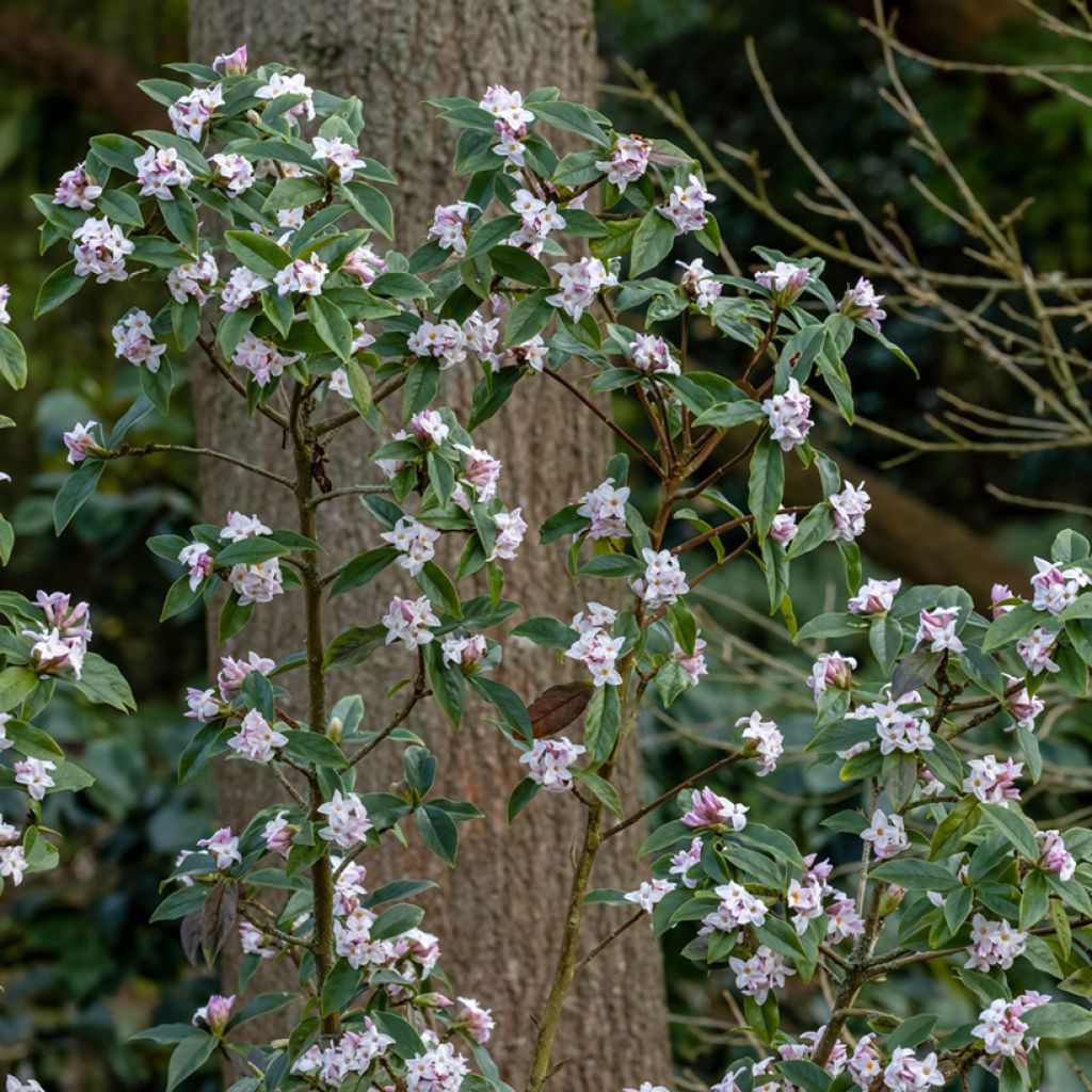 Daphne bholua - Dafne
