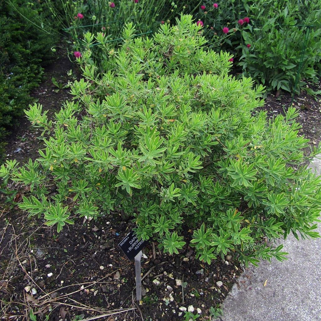 Daphne burkwoodii Somerset - Dafne